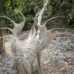 Unusual scene: Mysterious alien creature captured on camera while walking into the forest!