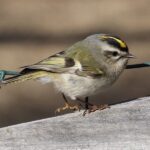The Golden-Crowned Kinglet A Tiny Bird with a Regal Presence