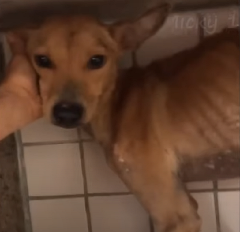 Chained to the Back Door for Over a Month, He Tried to Escape, but Was Hung Upside Down on the Gate