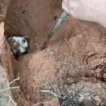 A Miraculous Rescue: Unearthing Hope for a Dog Buried Underground for 56 Hours