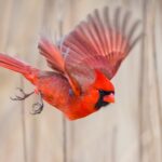 The Northern Cardinal A Scarlet Icon of North America