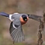 The Male Bullfinch (Pyrrhula Pyrrhula) A Symbol of Elegance in the Avian World