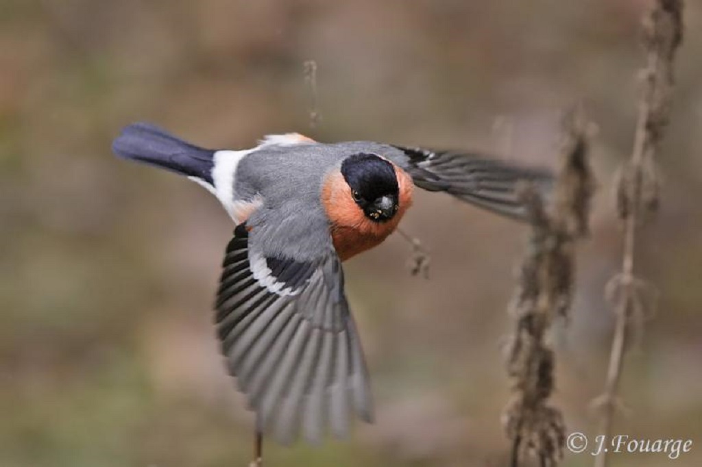 The Male Bullfinch (Pyrrhula Pyrrhula) A Symbol of Elegance in the Avian World