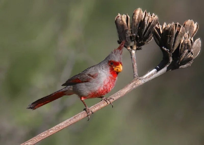 The Pyrrhuloxia A Desert Gem