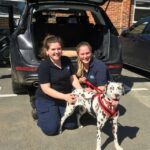 A Dalmatian puppy was bought on the internet, only to find out it was seriously ill