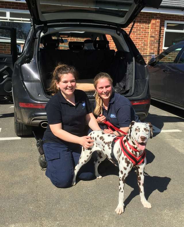A Dalmatian puppy was bought on the internet, only to find out it was seriously ill
