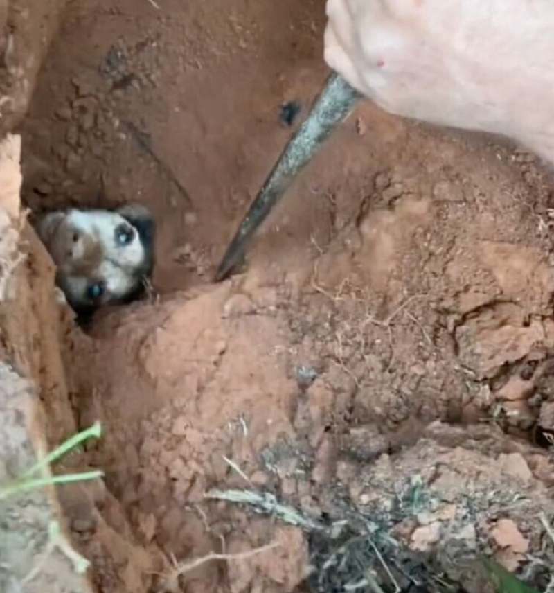 A Miraculous Rescue: Unearthing Hope for a Dog Buried Underground for 56 Hours