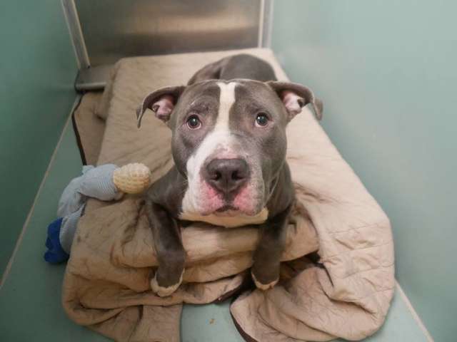 Pit bull was given for euthanasia due to the appearance of the fifth child in the family