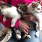 A family moved into a new house and found little kittens in the barn