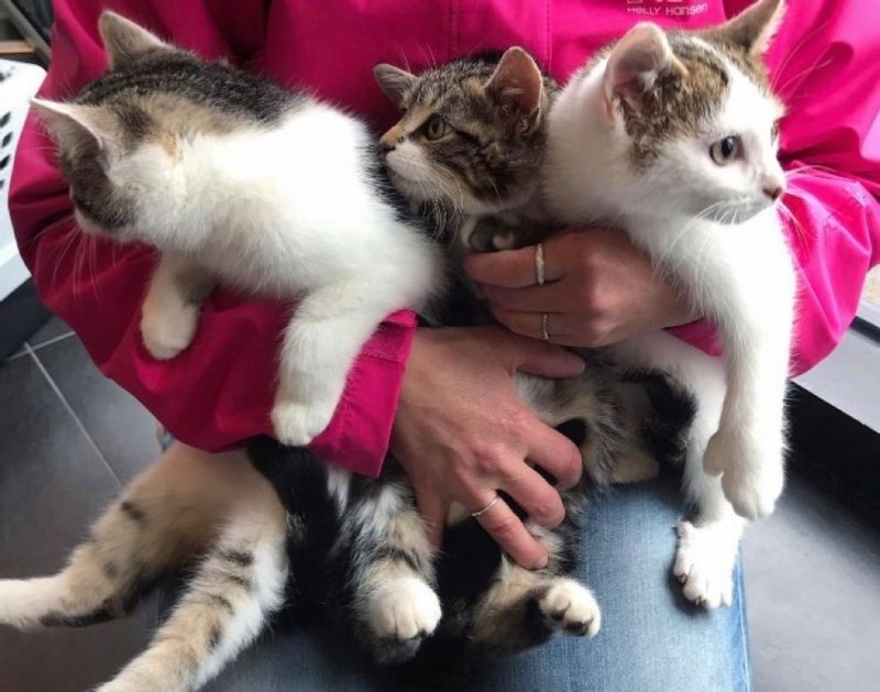 A family moved into a new house and found little kittens in the barn