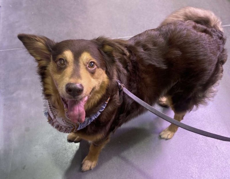 The sick dog couldn’t hide its happiness when people decided to help it