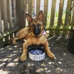 A woman heard a pitying squeak from a trash can – a puppy was freezing there