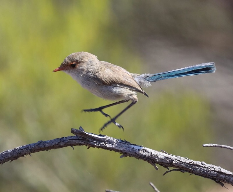 The Splendid Fairywren Nature’s Little Gem