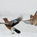 Geai des Chênes (Garrulus Glandarius) Secrets of the Eurasian Jay