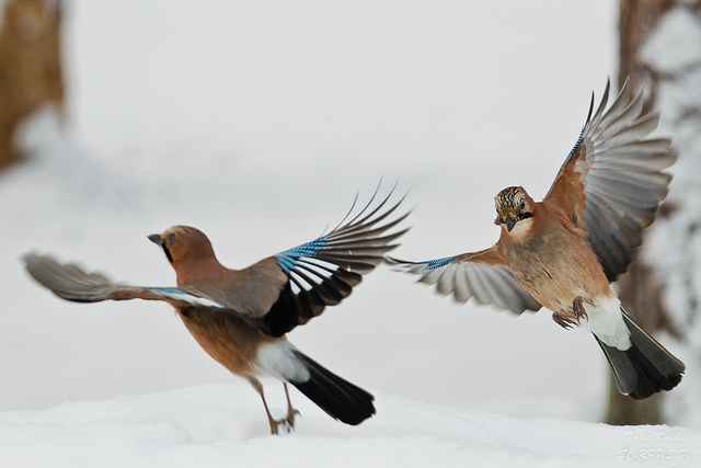Geai des Chênes (Garrulus Glandarius) Secrets of the Eurasian Jay