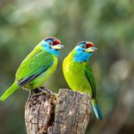 The Blue-throated Barbet A Melody in the Wilderness