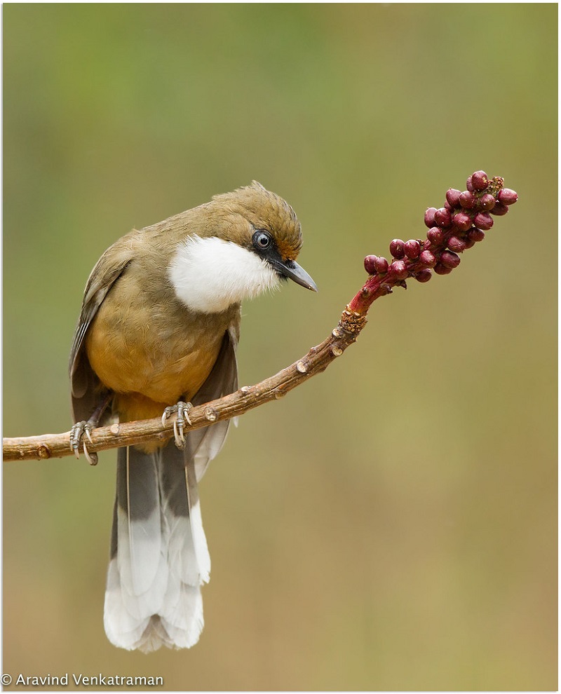 White-Throated Laughingthrush The Enigmatic Bird of the Himalayas
