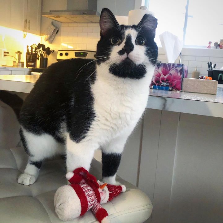 The hungry cat looked through the woman’s window, hoping to be let in