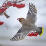 The Bohemian Waxwing A Migratory Marvel of the North