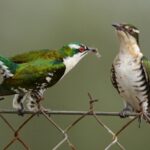 The Diederik Cuckoo A Remarkable African Migrant