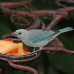 The Blue-grey Tanager Nature’s Artist in Shades of Blue