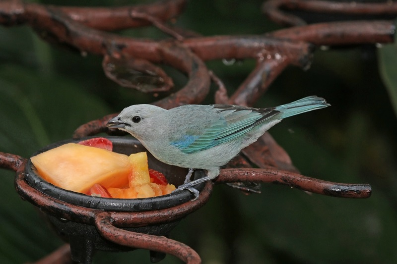 The Blue-grey Tanager Nature’s Artist in Shades of Blue