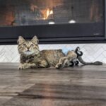 A kitten with paralyzed paws crawled to people