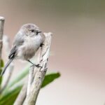 Birds with Foolish Talons: 8 Idiotic U.S. Species