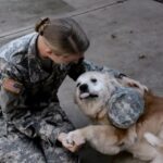 Heartwarming Reunion: Elderly Dog and Soldier Owner’s Unbreakable Bond