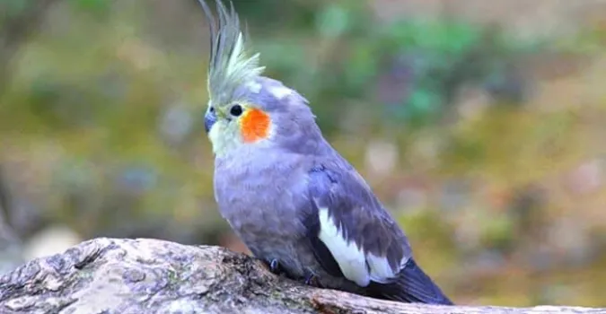 Pet Birds: Popular and Colorful