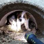 Man makes moving promise to dog who pased away after giving birth