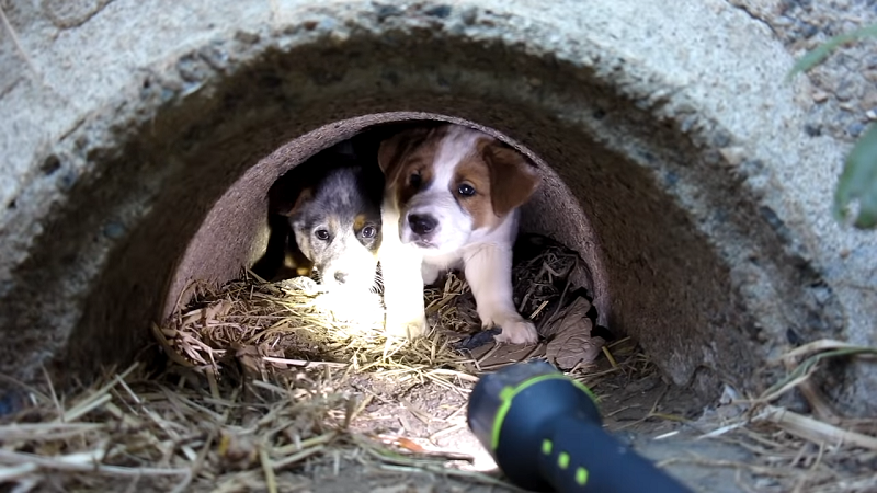 Man makes moving promise to dog who pased away after giving birth