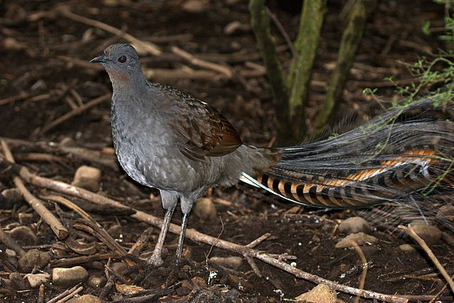 Lyrebirds in Their Natural Habitat: Where to Spot Them