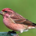12 Birds of the Appalachian Trail