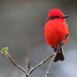 Vermilion Flycatcher Bird