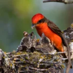 Beautiful Green Birds