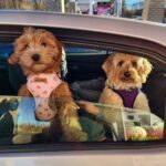 The Grace and Intelligence of Poodle Dogs