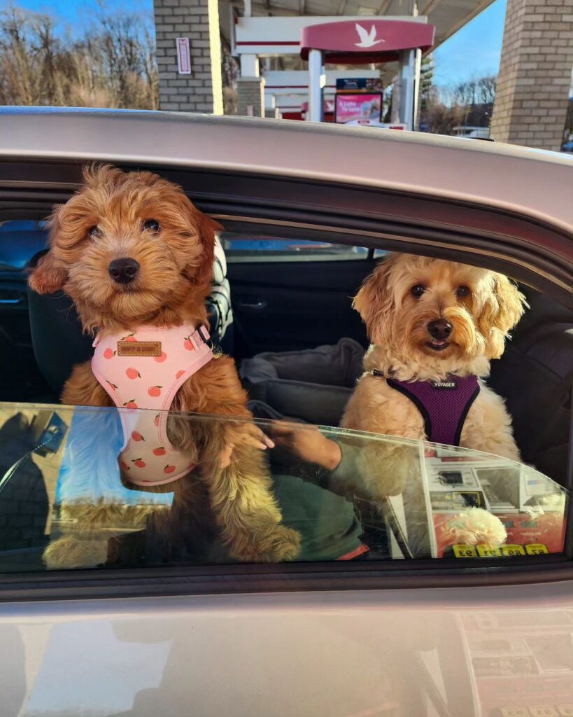 The Grace and Intelligence of Poodle Dogs