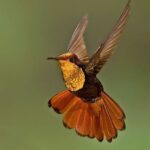 Compilation of the most stunning bird imagery. Please vote for your favorite bird species!