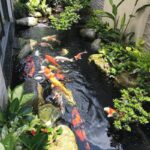 Dive into Tranquility: Why an Aquarium in Your Garden Is a Unique Choice