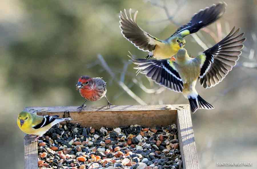 Selecting The Best Bird Feeder