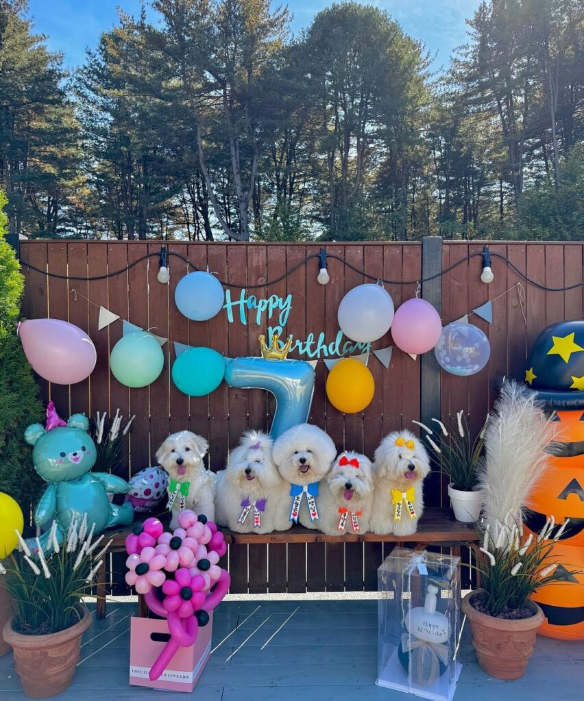 The Coton de Tulear Your Fluffy Companion