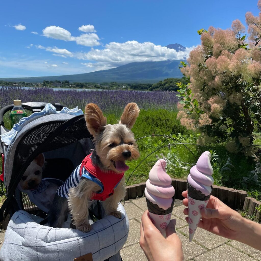 Yorkie Dogs: Tiny Pups with Big Personalities