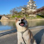 The Irresistible Charm of Shiba Dogs