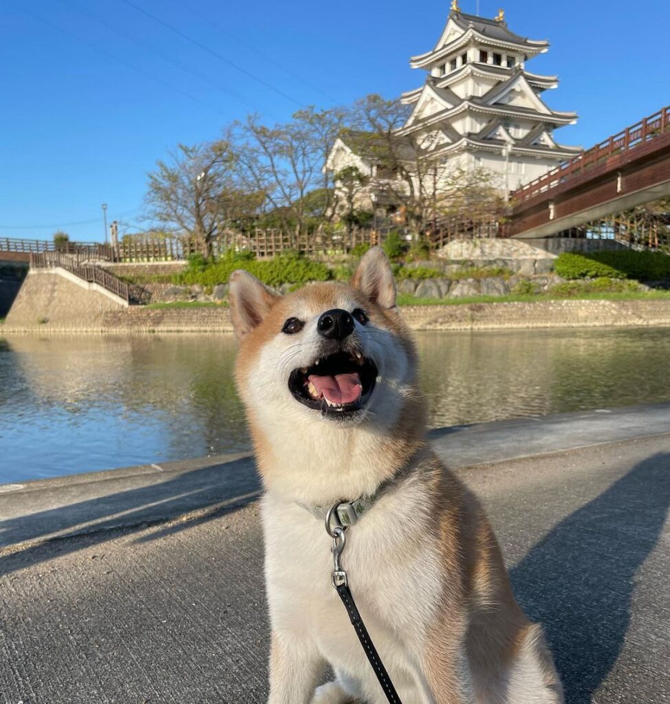 The Irresistible Charm of Shiba Dogs
