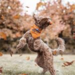 The Tiny Poodle A Bundle of Elegance and Charm