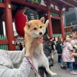 The Shiba Inu Japan’s Spirited Canine Companion