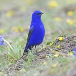 10 Stunning Bird Species