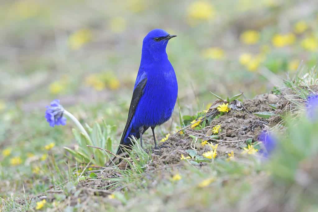 10 Stunning Bird Species