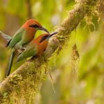 The Broad-Billed Motmot Nature’s Avian Artist